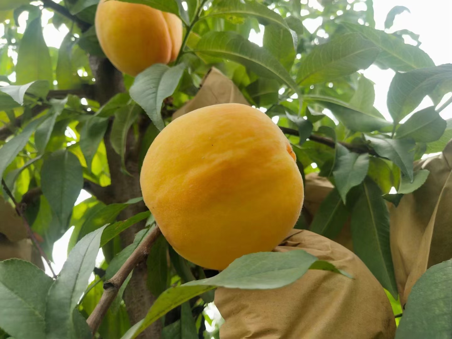 黄桃树干分泌桃胶特写