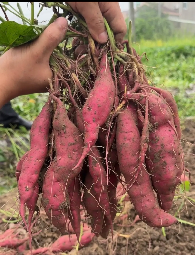 新鲜现挖小香薯甜糯黄心支持批发代发团购