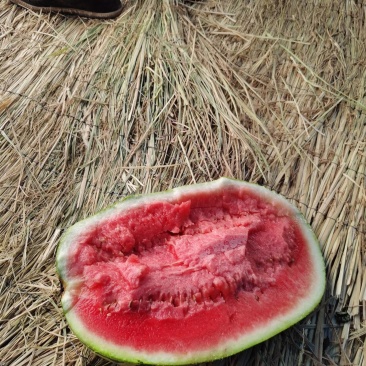 宁夏石头硒砂瓜精品西瓜欢迎各位老板预订货量春足欢迎各位老