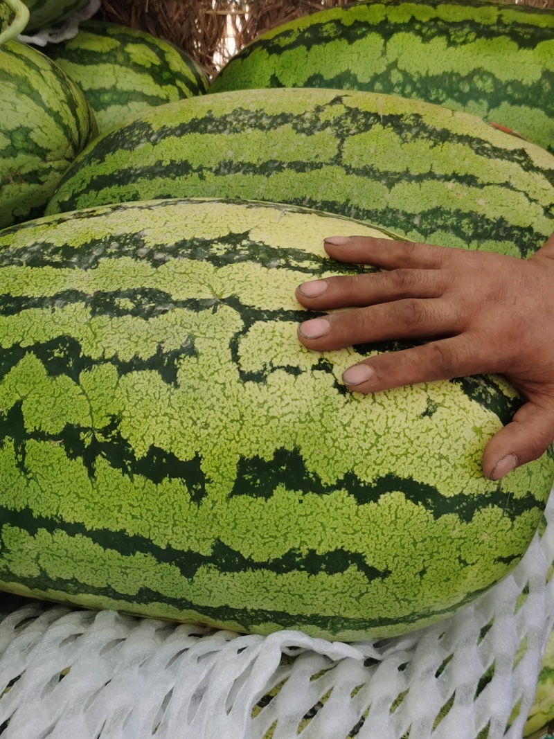 宁夏石头硒砂瓜精品西瓜欢迎各位老板预订货量春足欢迎各位老