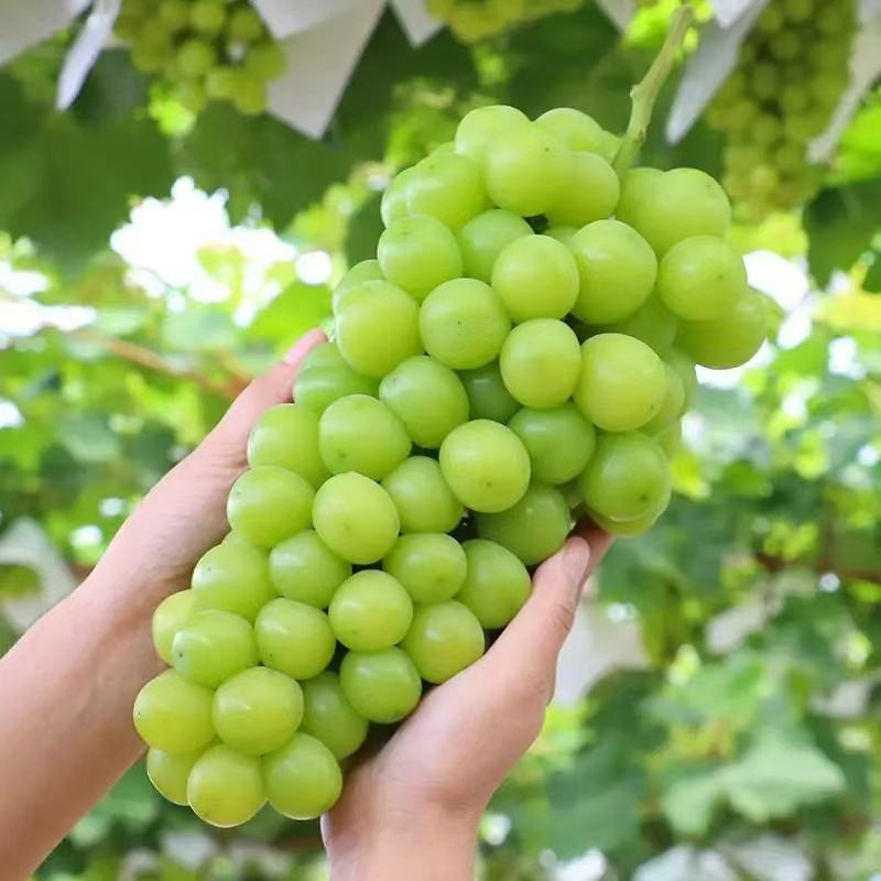 湖南阳光玫瑰葡萄大量上市货源充足全国代发欢迎致电