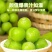 湖南阳光玫瑰葡萄大量上市货源充足全国代发欢迎致电