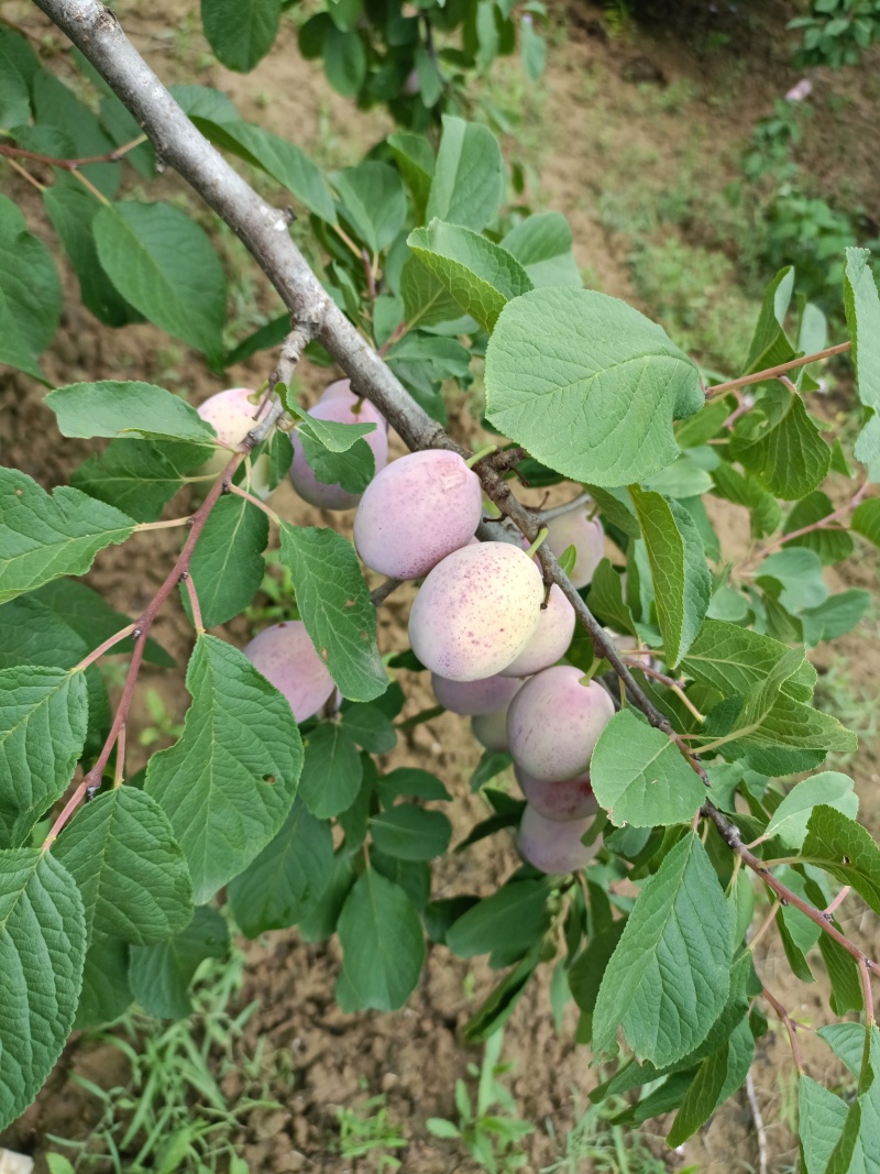 礼泉红西梅大量上市