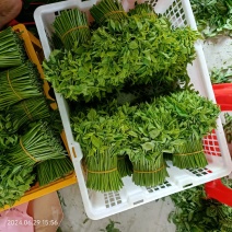 树仔菜