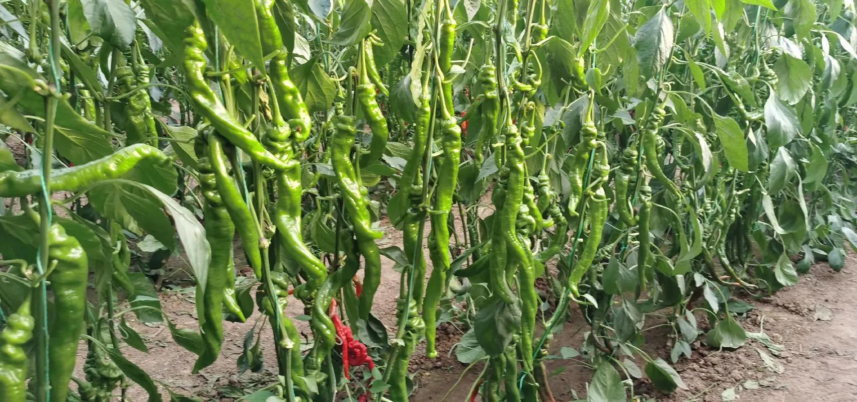 螺丝椒植株整体外观