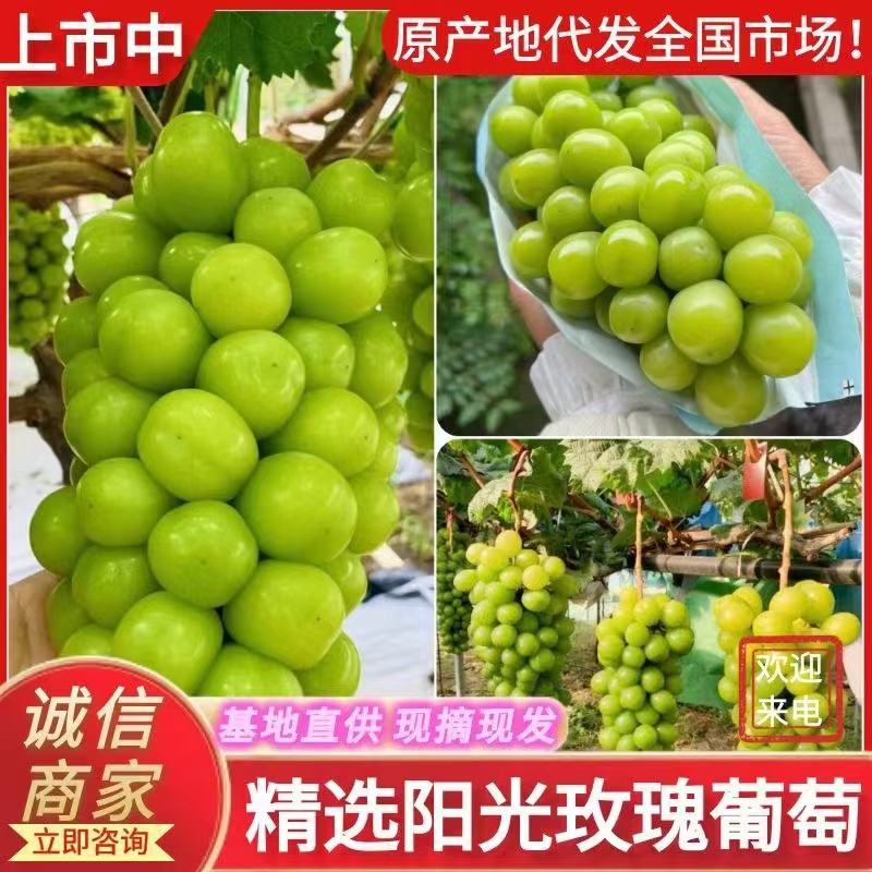 阳光玫瑰葡萄口感好糖度高货源充足价格优惠欢迎下单