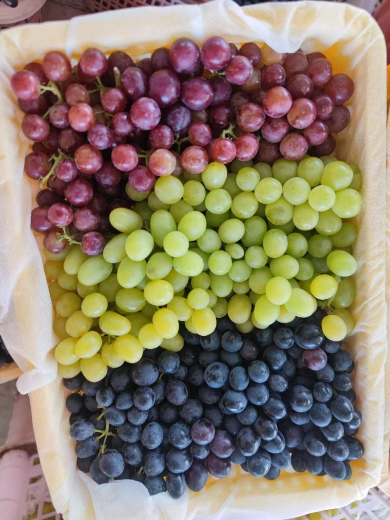 新疆吐鲁番无核白玻璃脆三拼葡萄新货大量批发一件代发包邮