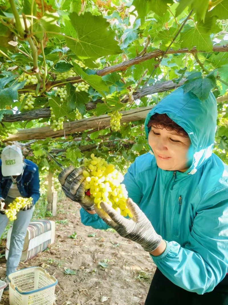 新疆吐鲁番无核白玻璃脆三拼葡萄新货大量批发一件代发包邮