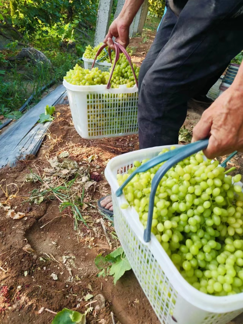 新疆吐鲁番无核白玻璃脆三拼葡萄新货大量批发一件代发包邮