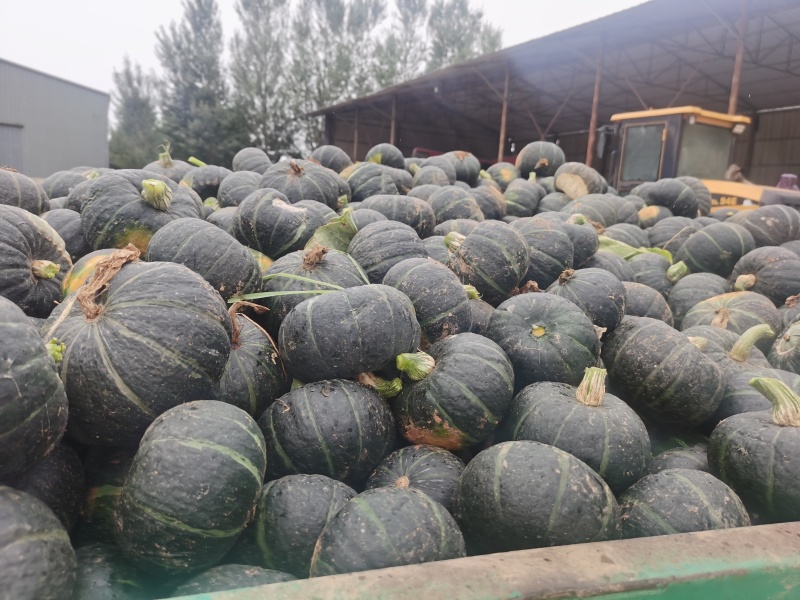 贝贝南瓜，红金瓜，板栗南瓜，银栗南瓜
