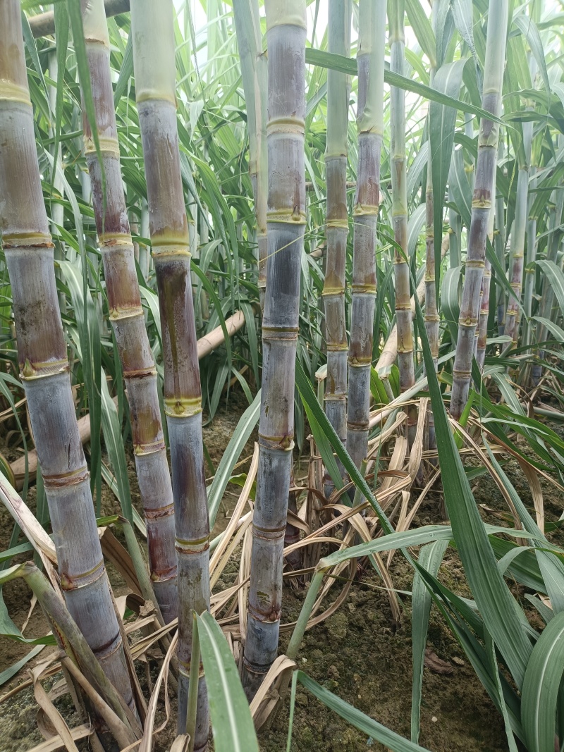 广东韶关黑皮甘蔗产地直发货源充足可视频看货