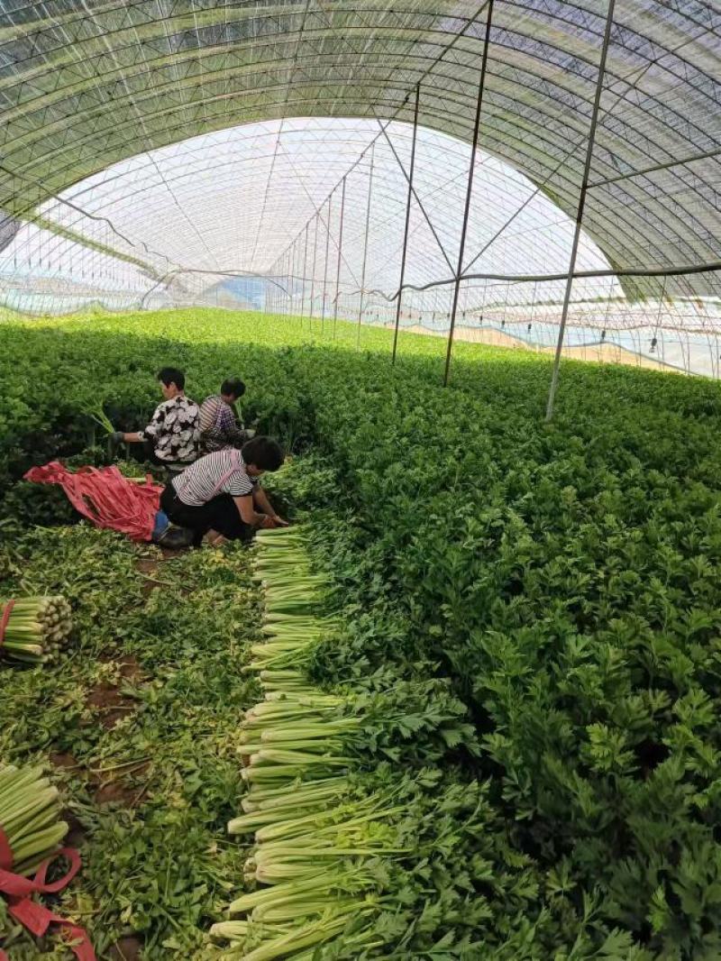 芹菜量大从优品质保证供应全国各地档口商超社团电商平台