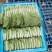 曹县小白菜快菜品质保证大量上市