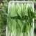 曹县小白菜快菜品质保证大量上市