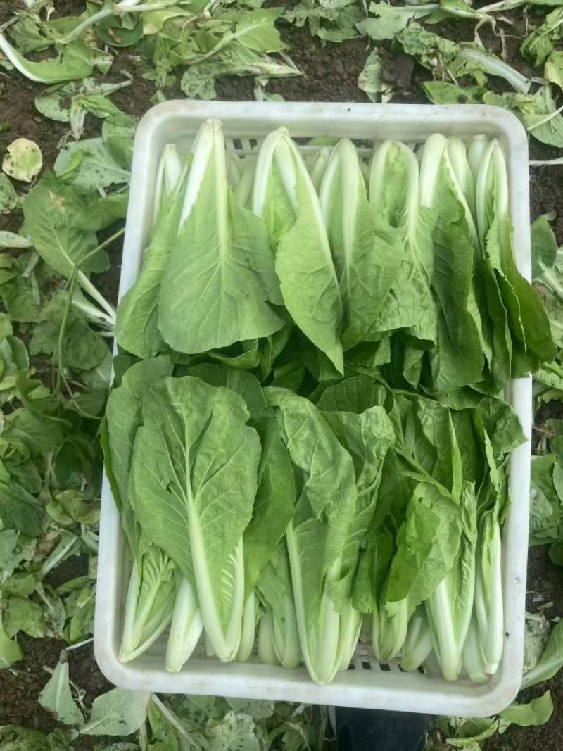 曹县小白菜快菜品质保证大量上市