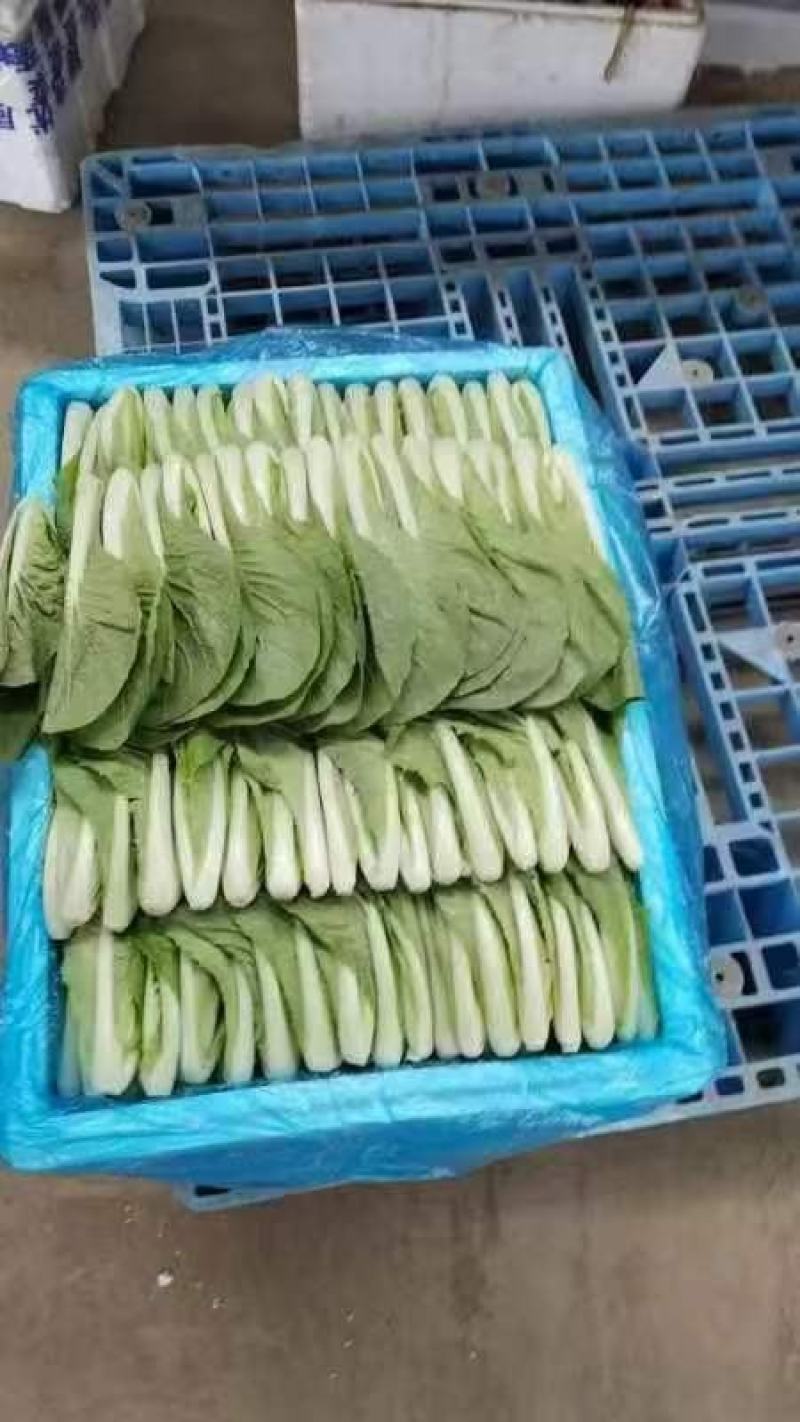 曹县小白菜快菜品质保证大量上市