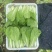 曹县小白菜快菜品质保证大量上市