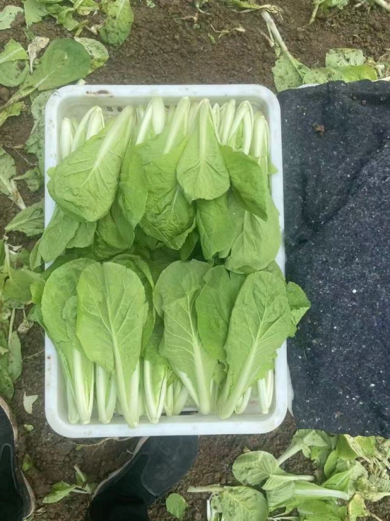 曹县小白菜快菜品质保证大量上市