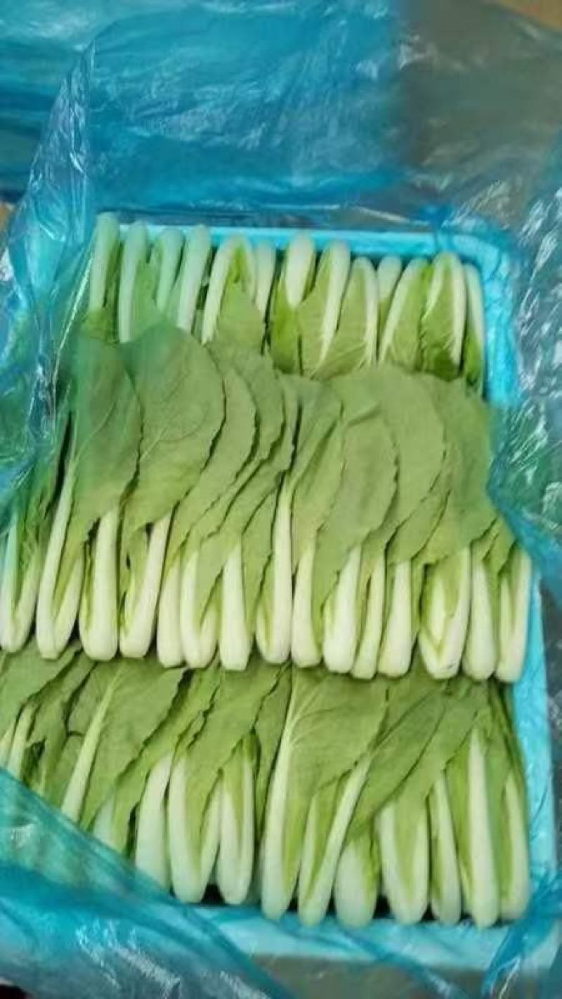 曹县小白菜快菜品质保证大量上市