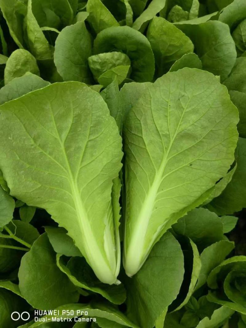 曹县小白菜快菜品质保证大量上市