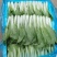 曹县小白菜快菜品质保证大量上市