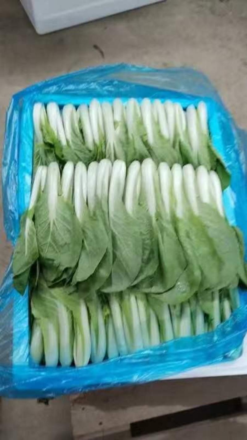 曹县小白菜快菜品质保证大量上市