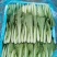 曹县小白菜快菜品质保证大量上市