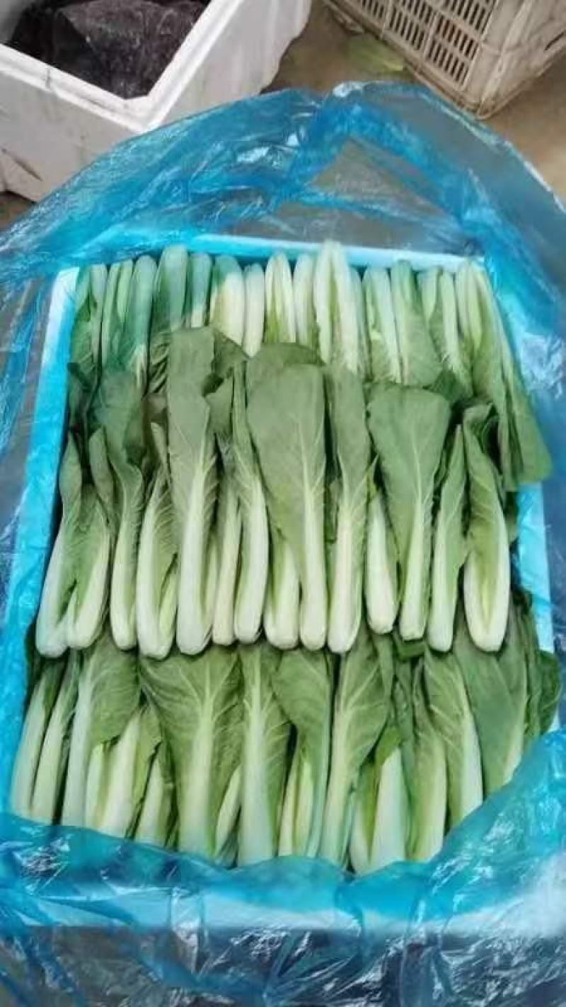 曹县小白菜快菜品质保证大量上市