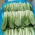 曹县小白菜快菜品质保证大量上市