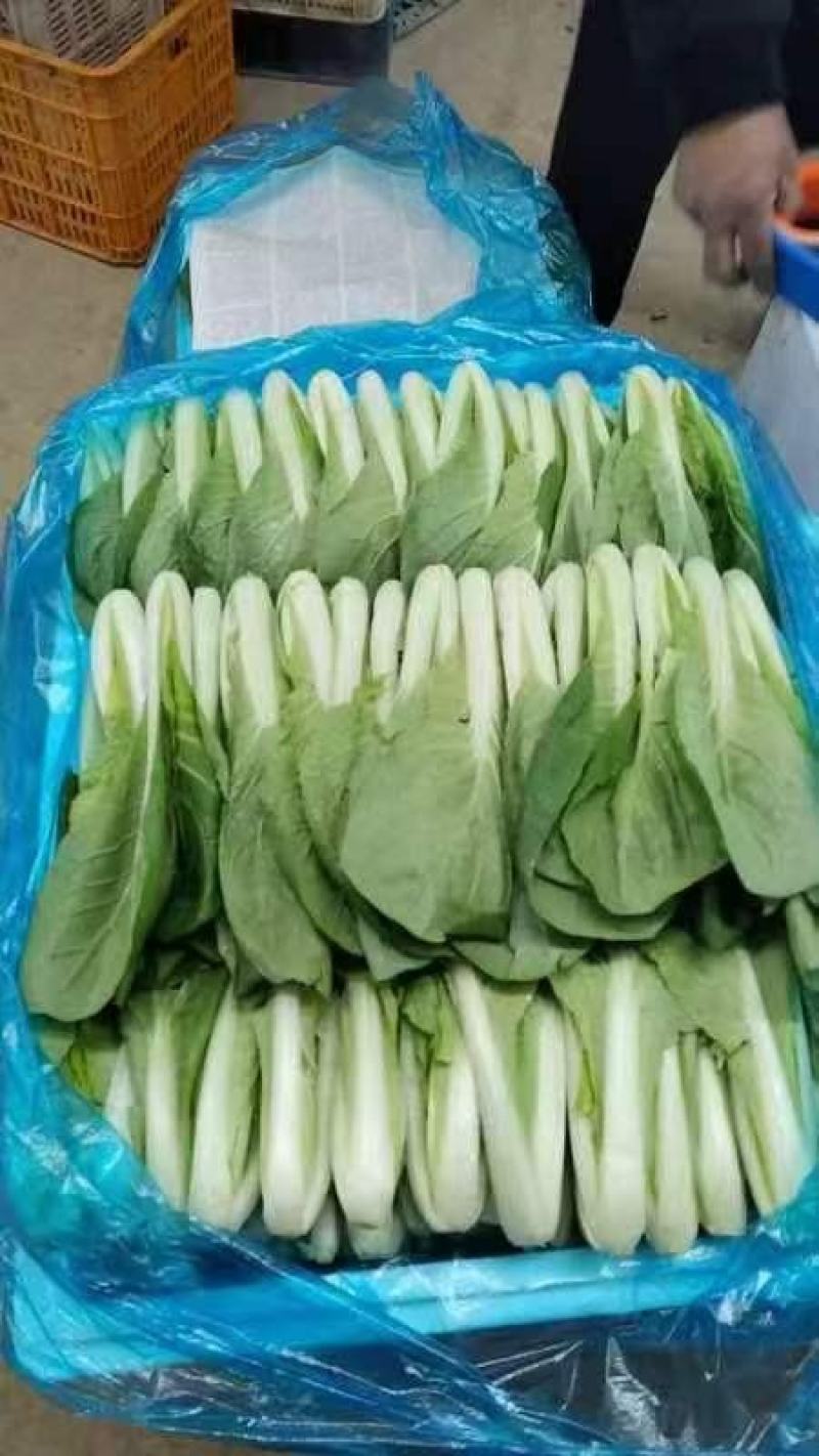 曹县小白菜快菜品质保证大量上市