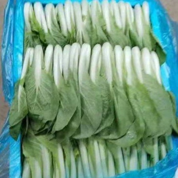 曹县小白菜快菜品质保证大量上市
