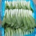 曹县小白菜快菜品质保证大量上市