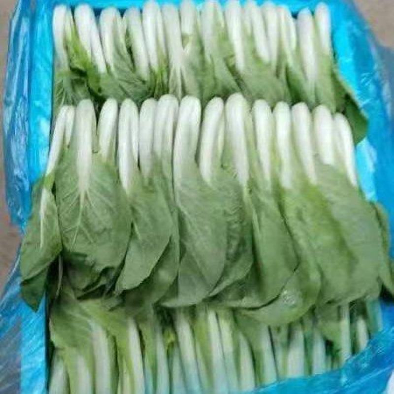 曹县小白菜快菜品质保证大量上市