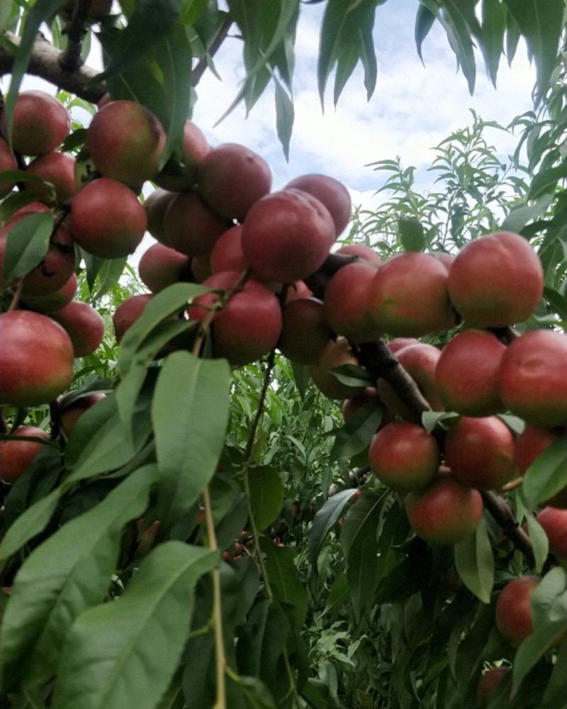 珍珠枣油桃3号上市，欢迎各位大咖前来釆购