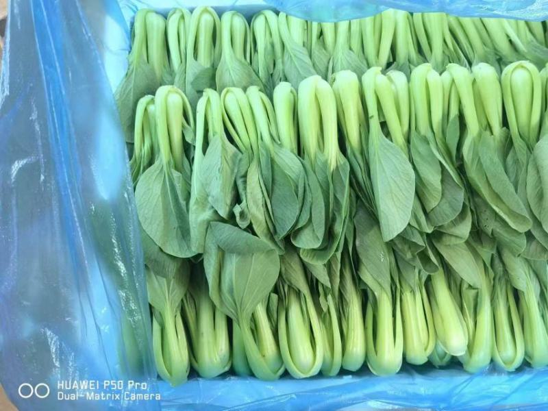 上海青优选好货诚信经营供应全国各地渠道可视频看货欢迎来电