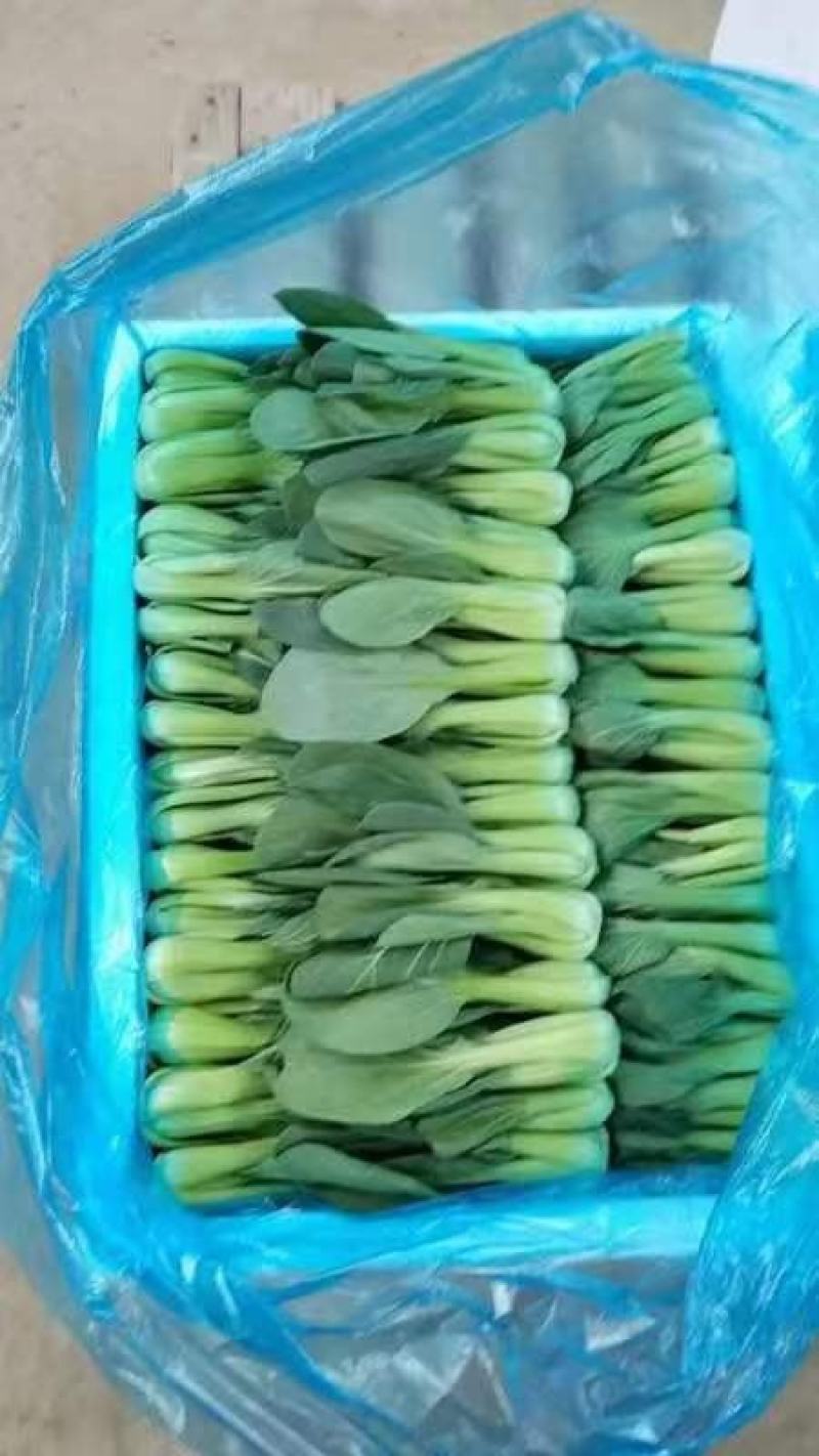 上海青优选好货诚信经营供应全国各地渠道可视频看货欢迎来电