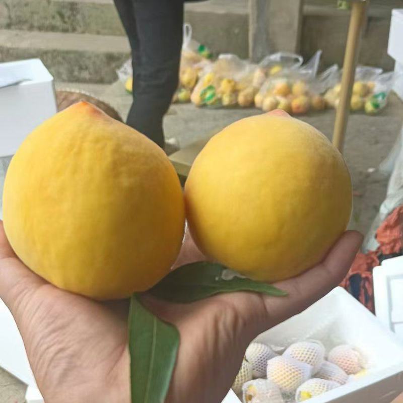 黄桃大量上市了，有要的老板看过来，量大从优
