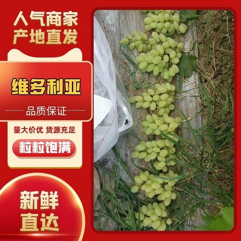 宁夏维多利亚葡萄大量上市了