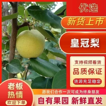 精品皇冠梨基地直发质量保证量大价优欢迎来电