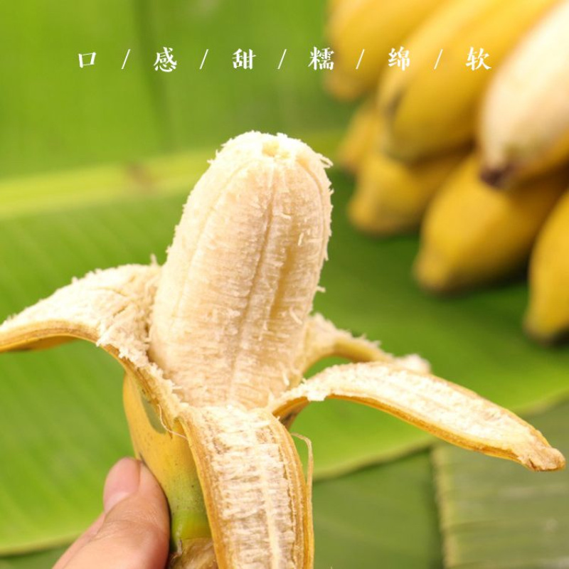 云南精品芭蕉小香蕉皮薄甜度高产地直发货源充足对接市场