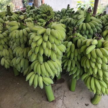云南精品芭蕉小香蕉皮薄甜度高产地直发货源充足对接市场