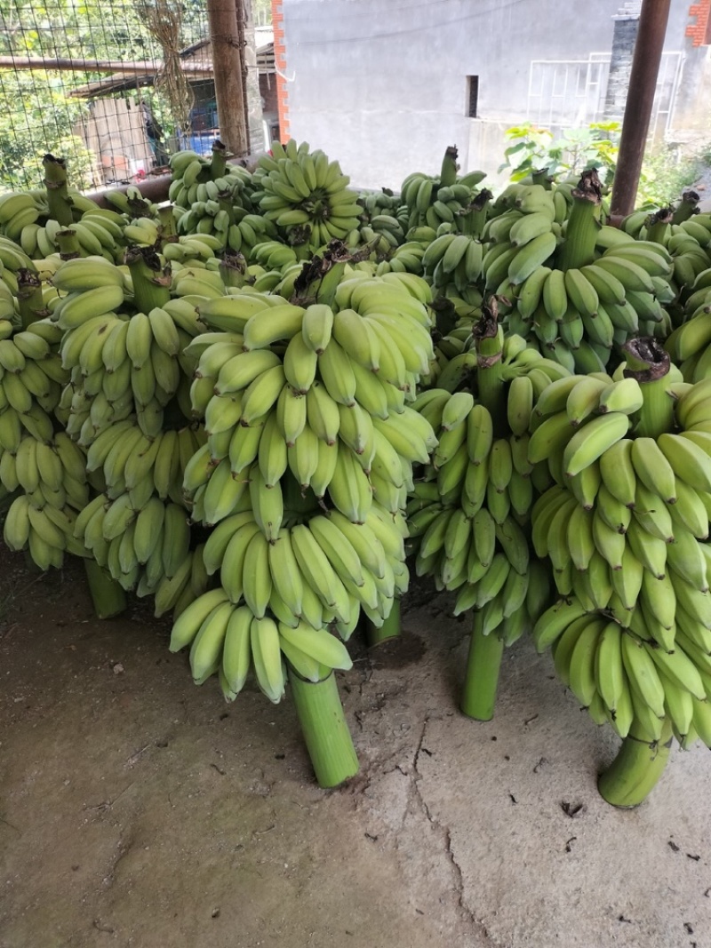 云南精品芭蕉小香蕉皮薄甜度高产地直发货源充足对接市场