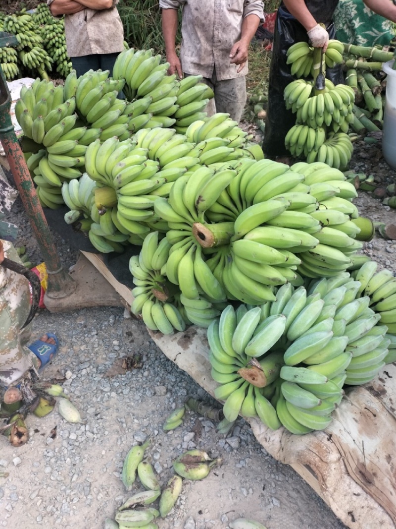 云南精品芭蕉小香蕉皮薄甜度高产地直发货源充足对接市场