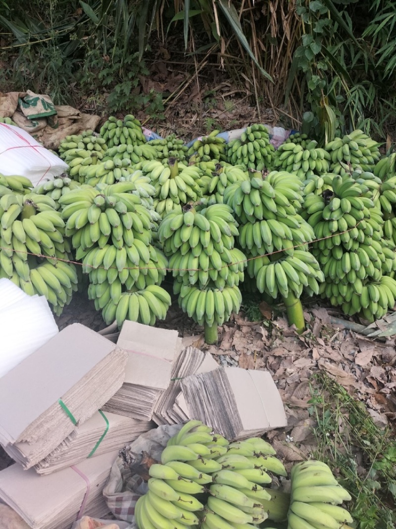 云南精品芭蕉小香蕉皮薄甜度高产地直发货源充足对接市场