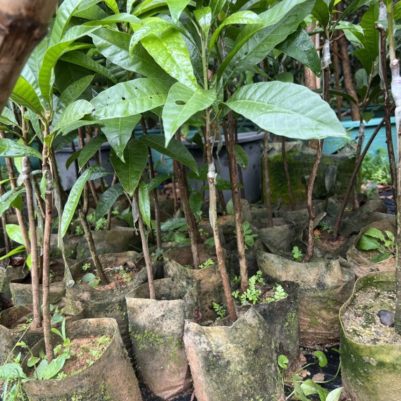 AL罗斯果树苗带榴莲味早生丰产广东广州基地直发技术支持