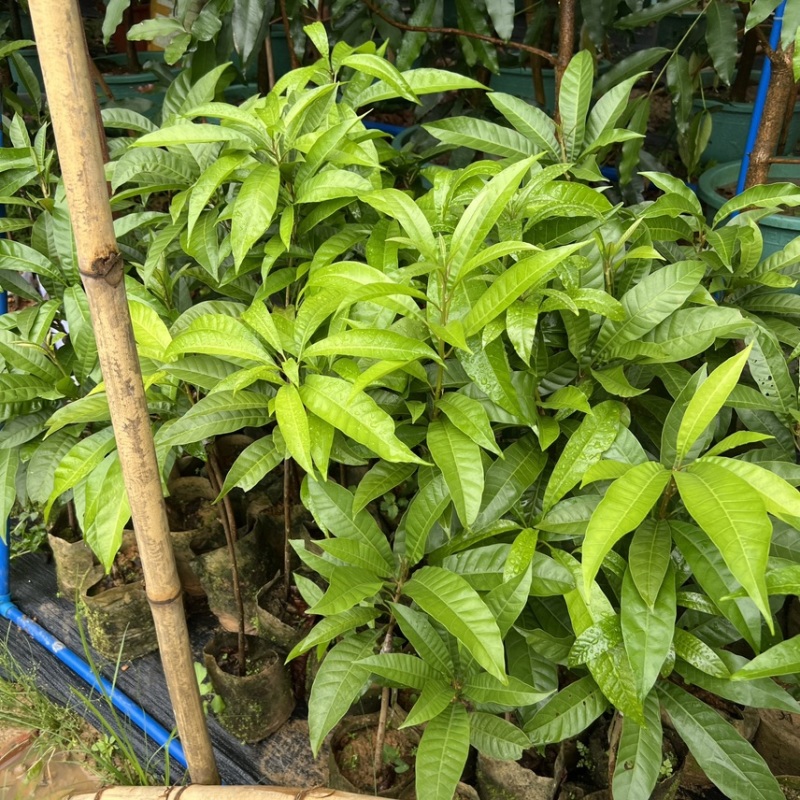 AL罗斯果树苗带榴莲味早生丰产广东广州基地直发技术支持