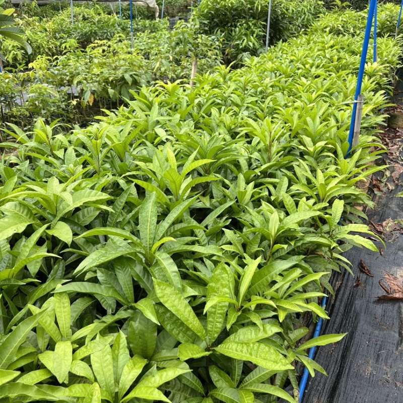 AL罗斯果树苗带榴莲味早生丰产广东广州基地直发技术支持