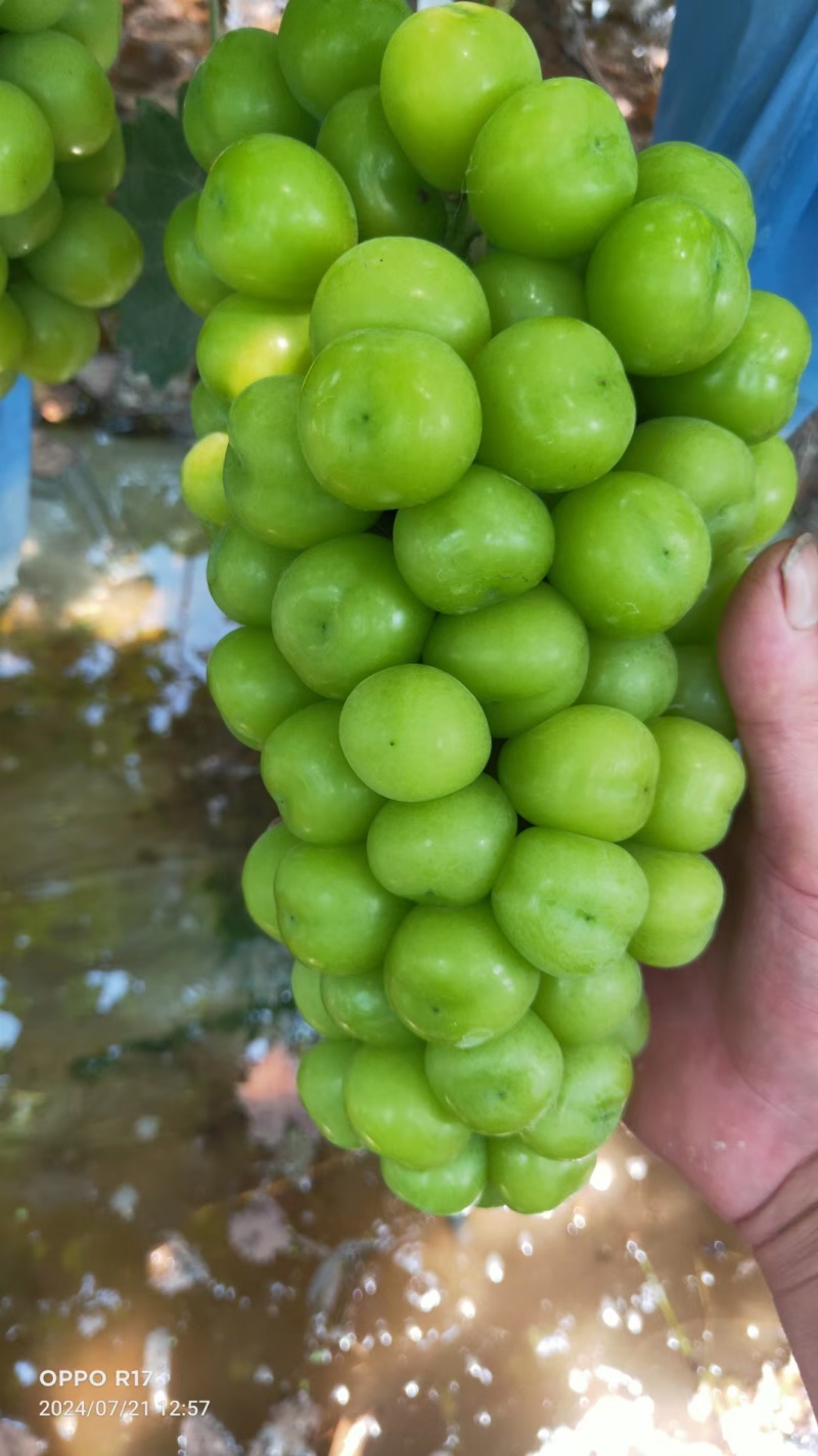 阳光玫瑰大量上市中各种规格，对接电商市场商超外贸欢迎来电