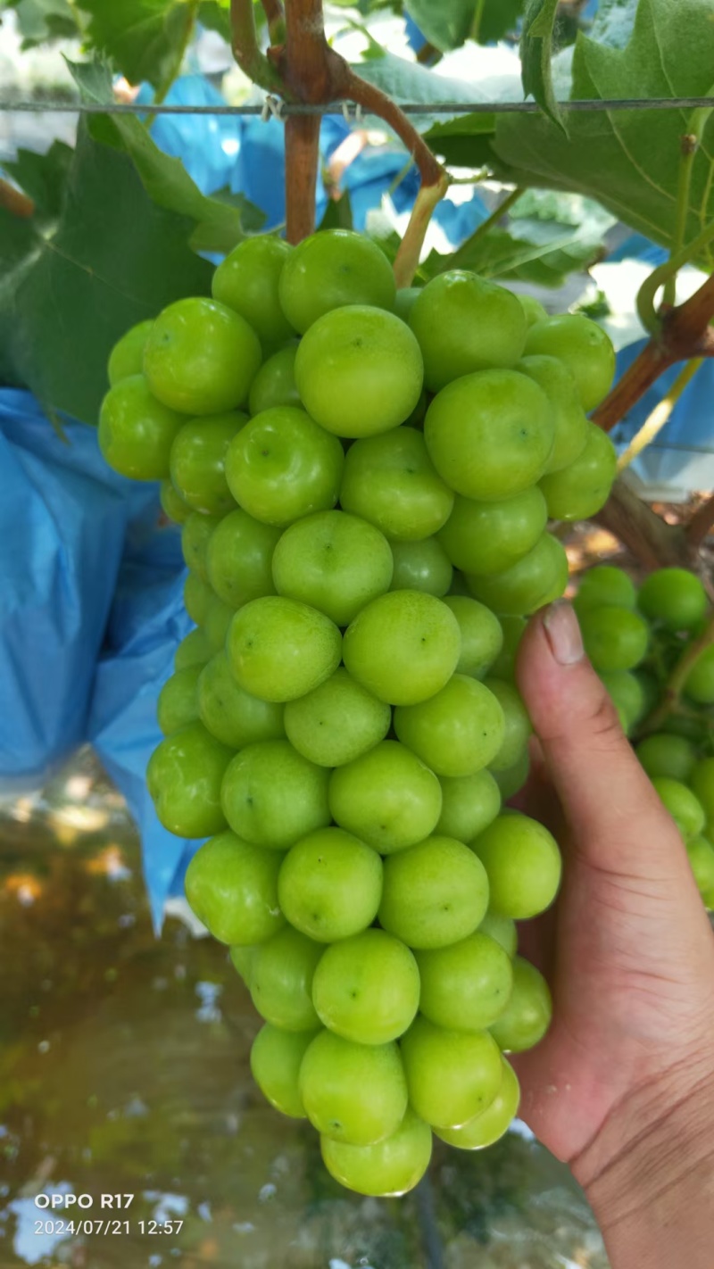 阳光玫瑰大量上市中各种规格，对接电商市场商超外贸欢迎来电