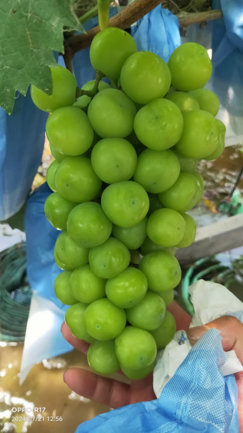 阳光玫瑰大量上市中各种规格，对接电商市场商超外贸欢迎来电